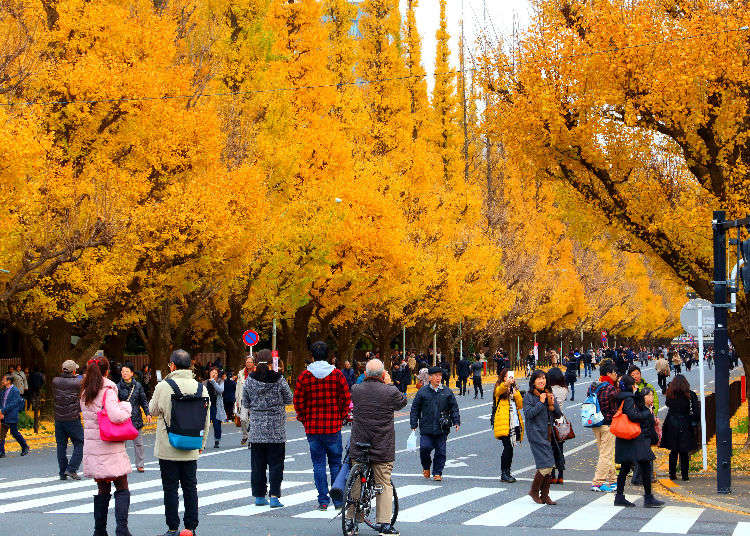 Let's Go See Momiji the Seven Best Autumn Leaf Spots in and around