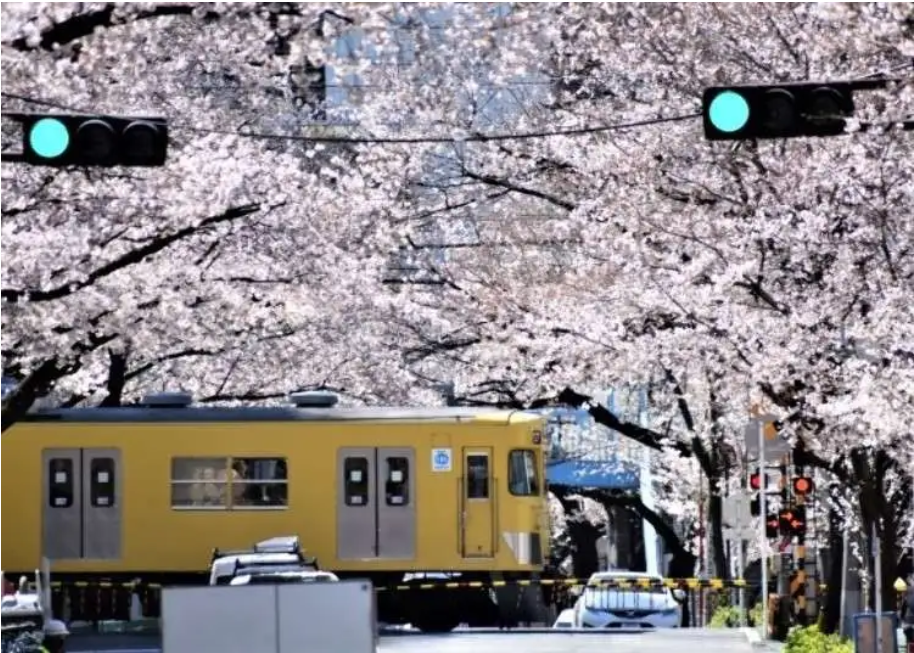 로컬 열차 타기, 벚꽃 구경! 일본의 봄을 느낀다